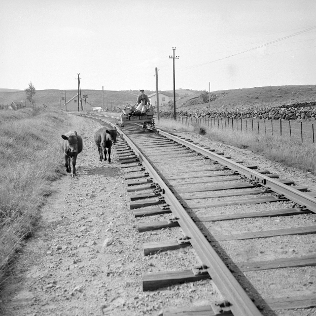 Schwarzes und weißes Foto von zwei Kühen, die auf den Eisenbahnschienen laufen, mit einer Person auf einem Fahrzeug im Vordergrund, Gras und einem Zaun auf beiden Seiten und Häusern, Bäumen, Pfählen und Himmel im Hintergrund.