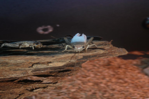 Mehrere Insekten sind auf der Oberfläche eines Stücks Holzrinde sichtbar.