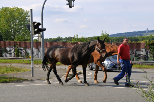 Eine Person überquert eine Straße und hält dabei die Zügel von zwei Pferden, im Hintergrund sind ein Auto, ein Zaun und Bäume zu sehen.