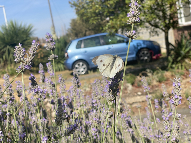 Blauer Wagen vor einem Lavendelfeld mit einer weißen Schmetterling auf einer Blume, Bäume und ein Gebäude im Hintergrund.
