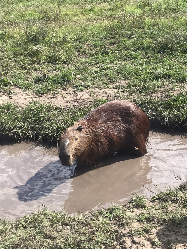 Ein Kapibara im Wasser in einem Zoo, umgeben von grünem Gras.