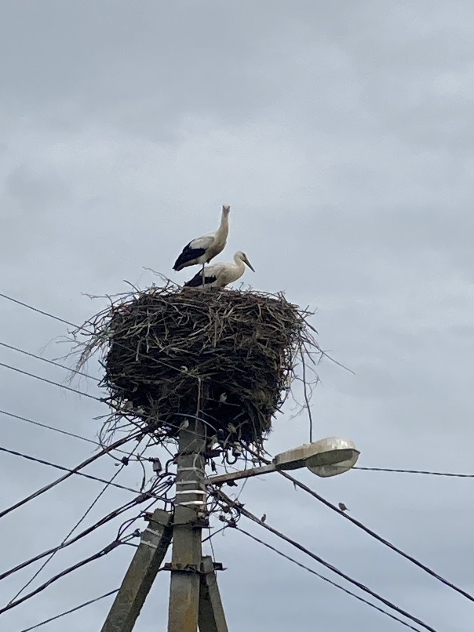 Zwei Weißstörche auf einem Nest auf einem Strommasten sitzend, mit einer Straßenlaterne, die sie beleuchtet, und Drähten, die entlang des Mastes verlaufen.