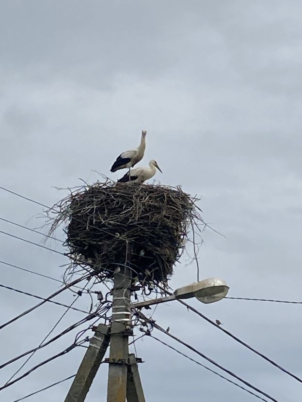 Zwei Weißstörche auf einem Nest auf einem Strommasten sitzend, mit einer Straßenlaterne, die sie beleuchtet, und Drähten, die entlang des Mastes verlaufen.