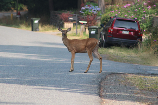 Ein Hirsch überquert eine Straße vor einem Haus, mit einem Auto auf der rechten Seite der Straße geparkt, umgeben von Bäumen, Pflanzen, Blumen und Mülltonnen.