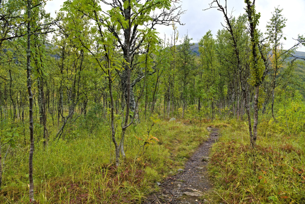 Crosslauf am Inselsberg - Messerpokallauf in Steinbach 20.6.26