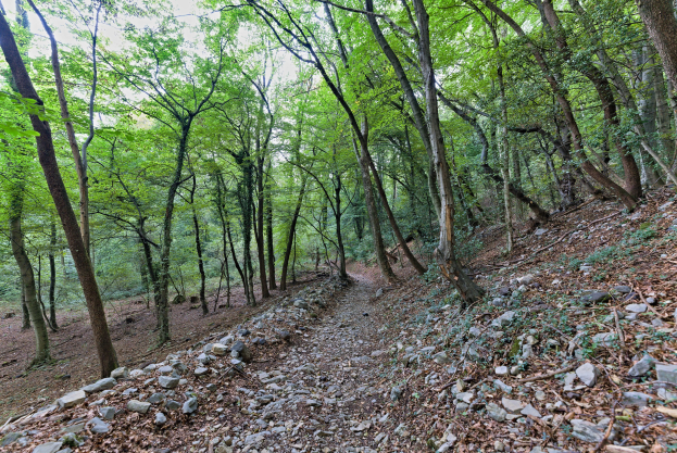 Ein gewundener Pfad durch einen schattigen Waldbereich mit hohen Bäumen und verstreuten Felsen am Boden.