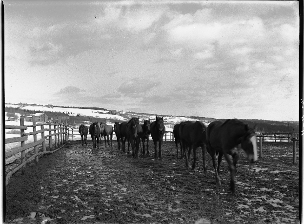 Eine Herde Pferde läuft über ein staubiges Feld, das von einem Holzzaun umgeben ist. Im Hintergrund sind Bäume, Häuser und ein klarer blauer Himmel zu sehen.