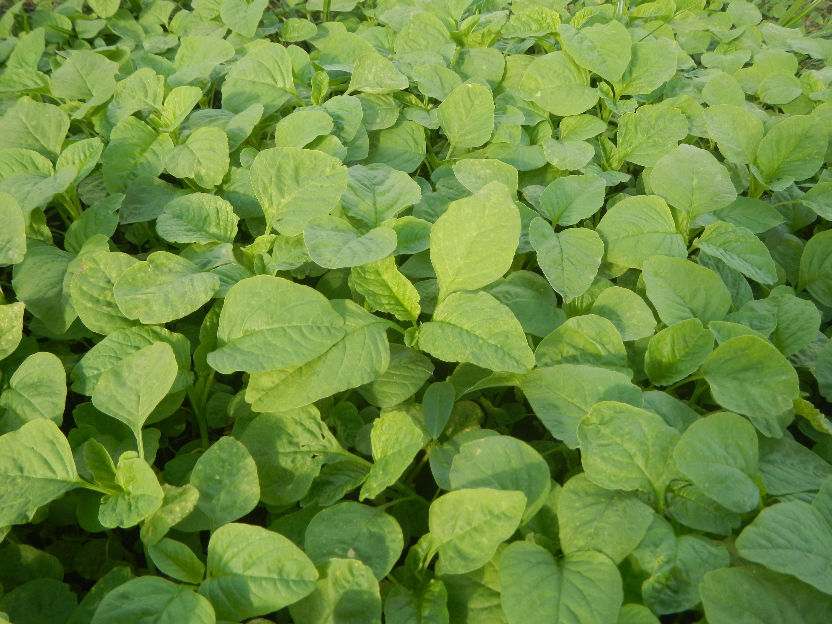 Grüne Sojabohnenpflanzen, die in einem Feld mit leuchtend grünen Blättern gegen einen blauen Himmel wachsen.