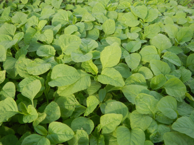 Grüne Sojabohnenpflanzen, die in einem Feld mit leuchtend grünen Blättern gegen einen blauen Himmel wachsen.