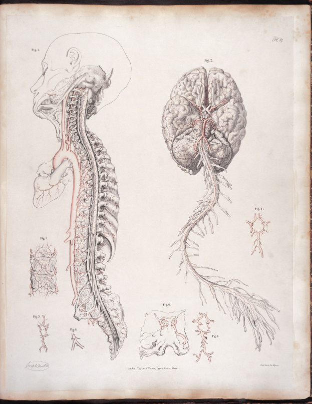 Ein detailliertes anatomisches Zeichnung eines menschlichen Gehirns und einer Wirbelsäule auf den offenen Seiten eines alten Buches mit klassischer Schrift.