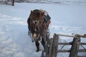 Ein Esel steht auf einer schneebedeckten Fläche neben einem hölzernen Zaun, mit Pflanzen auf dem Schnee und mehr Zaun im Hintergrund.